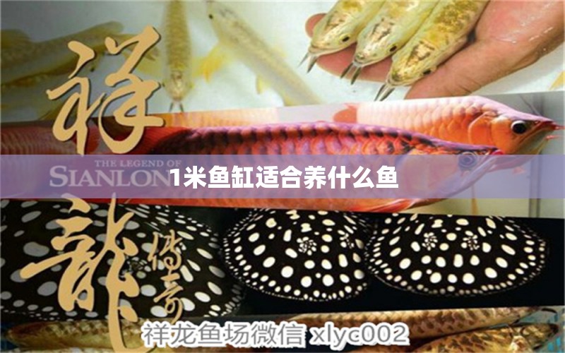 1米魚缸適合養(yǎng)什么魚 泰國(guó)虎魚