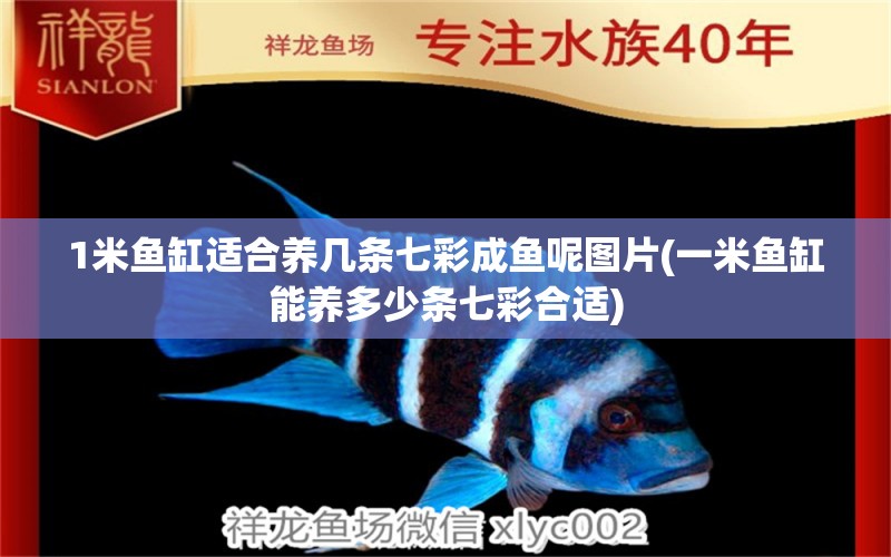 1米魚缸適合養(yǎng)幾條七彩成魚呢圖片(一米魚缸能養(yǎng)多少條七彩合適) 短身紅龍魚