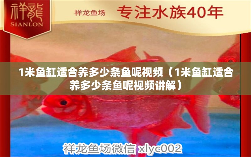 1米魚缸適合養(yǎng)多少條魚呢視頻（1米魚缸適合養(yǎng)多少條魚呢視頻講解） 魚缸百科