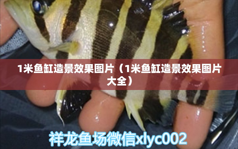 1米魚缸造景效果圖片（1米魚缸造景效果圖片大全）