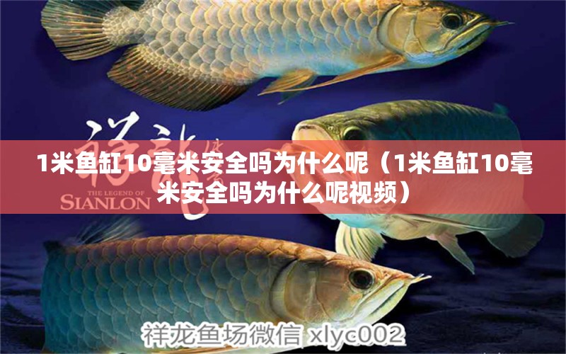 1米魚缸10毫米安全嗎為什么呢（1米魚缸10毫米安全嗎為什么呢視頻）