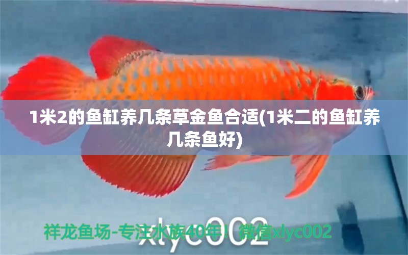 1米2的魚缸養(yǎng)幾條草金魚合適(1米二的魚缸養(yǎng)幾條魚好) 水族世界 第1張