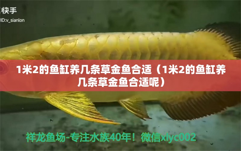 1米2的魚缸養(yǎng)幾條草金魚合適（1米2的魚缸養(yǎng)幾條草金魚合適呢） 其他品牌魚缸