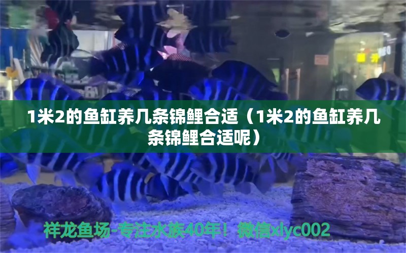 1米2的魚缸養(yǎng)幾條錦鯉合適（1米2的魚缸養(yǎng)幾條錦鯉合適呢） 魚缸百科