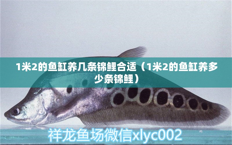 1米2的魚缸養(yǎng)幾條錦鯉合適（1米2的魚缸養(yǎng)多少條錦鯉） 其他品牌魚缸