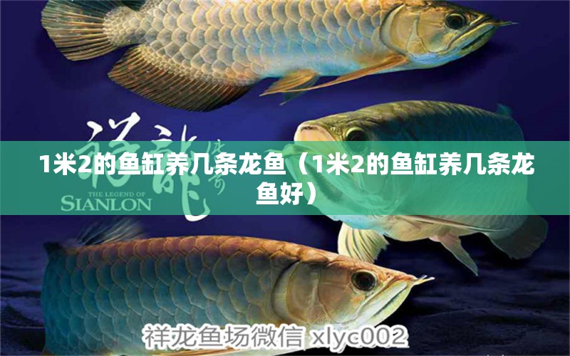 1米2的魚(yú)缸養(yǎng)幾條龍魚(yú)（1米2的魚(yú)缸養(yǎng)幾條龍魚(yú)好） 其他品牌魚(yú)缸 第1張