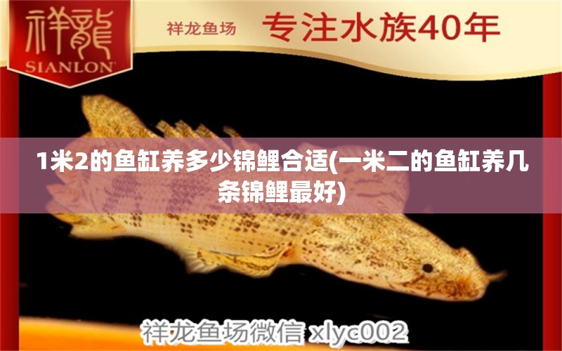 1米2的魚缸養(yǎng)多少錦鯉合適(一米二的魚缸養(yǎng)幾條錦鯉最好) 斑馬鴨嘴魚