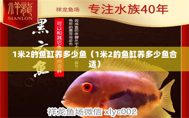 1米2的魚缸養(yǎng)多少魚（1米2的魚缸養(yǎng)多少魚合適） 魚缸百科