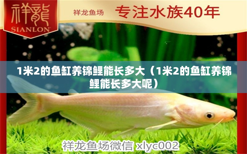 1米2的魚缸養(yǎng)錦鯉能長多大（1米2的魚缸養(yǎng)錦鯉能長多大呢）