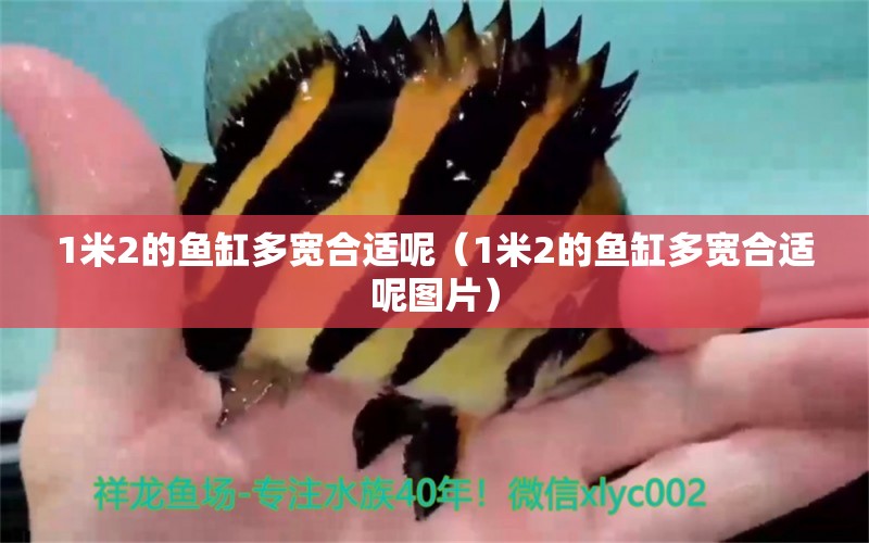 1米2的魚缸多寬合適呢（1米2的魚缸多寬合適呢圖片） 其他品牌魚缸