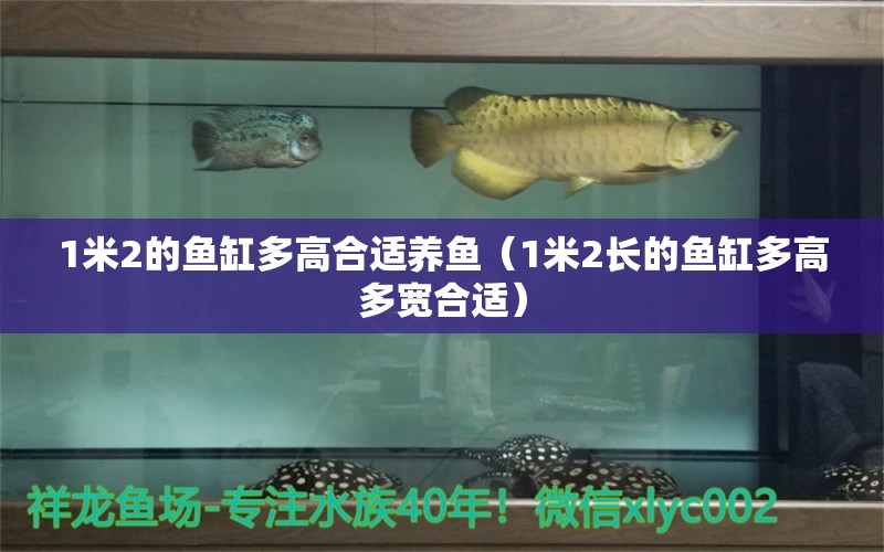 1米2的魚缸多高合適養(yǎng)魚（1米2長(zhǎng)的魚缸多高多寬合適）