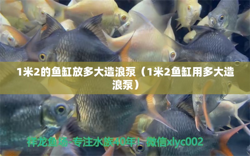 1米2的魚缸放多大造浪泵（1米2魚缸用多大造浪泵）