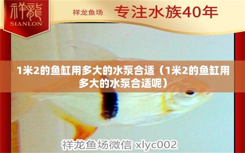 1米2的魚(yú)缸用多大的水泵合適（1米2的魚(yú)缸用多大的水泵合適呢）