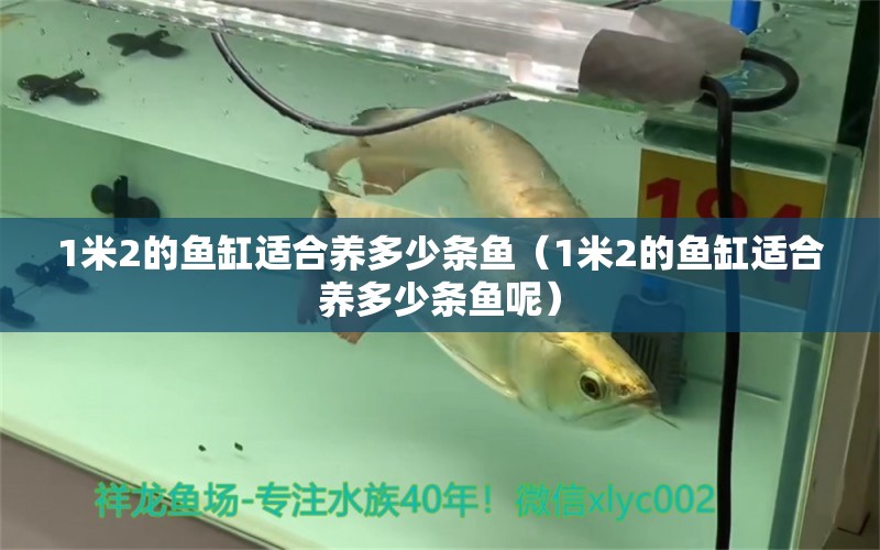 1米2的魚缸適合養(yǎng)多少條魚（1米2的魚缸適合養(yǎng)多少條魚呢） 魚缸百科