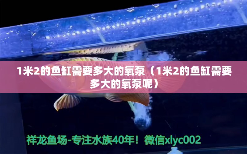 1米2的魚缸需要多大的氧泵（1米2的魚缸需要多大的氧泵呢） 雙線側(cè)魚