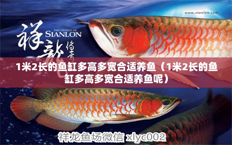 1米2長的魚缸多高多寬合適養(yǎng)魚（1米2長的魚缸多高多寬合適養(yǎng)魚呢） 魚缸百科