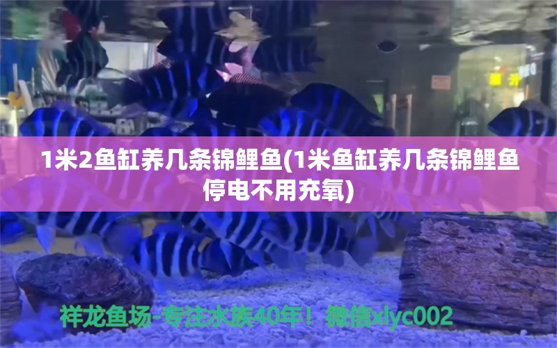 1米2魚缸養(yǎng)幾條錦鯉魚(1米魚缸養(yǎng)幾條錦鯉魚停電不用充氧) 觀賞蝦蟹等飼料