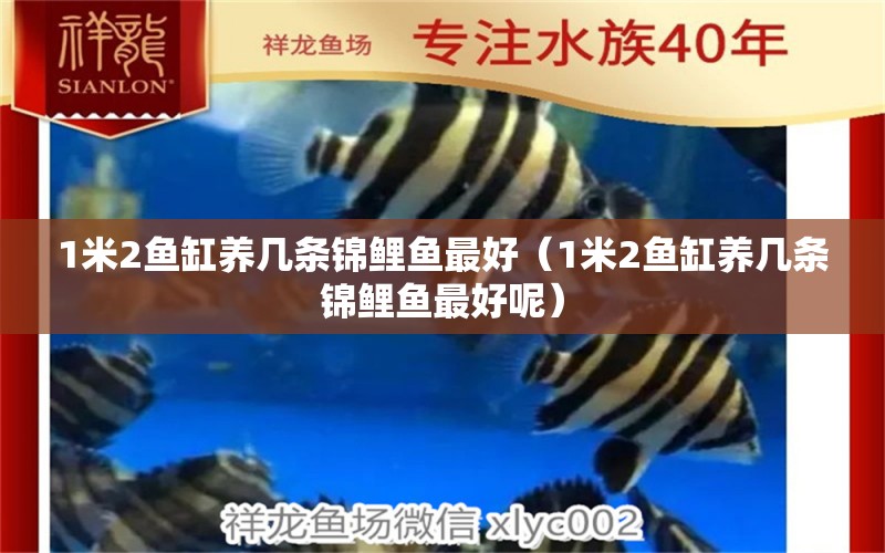 1米2魚缸養(yǎng)幾條錦鯉魚最好（1米2魚缸養(yǎng)幾條錦鯉魚最好呢）