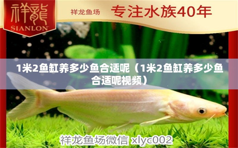 1米2魚(yú)缸養(yǎng)多少魚(yú)合適呢（1米2魚(yú)缸養(yǎng)多少魚(yú)合適呢視頻）