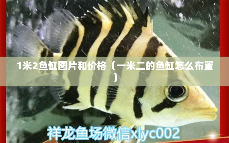 1米2魚缸圖片和價(jià)格（一米二的魚缸怎么布置） 魚缸百科