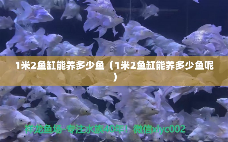 1米2魚缸能養(yǎng)多少魚（1米2魚缸能養(yǎng)多少魚呢） 魚缸百科