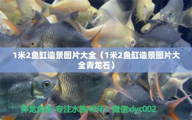 1米2魚缸造景圖片大全（1米2魚缸造景圖片大全青龍石）