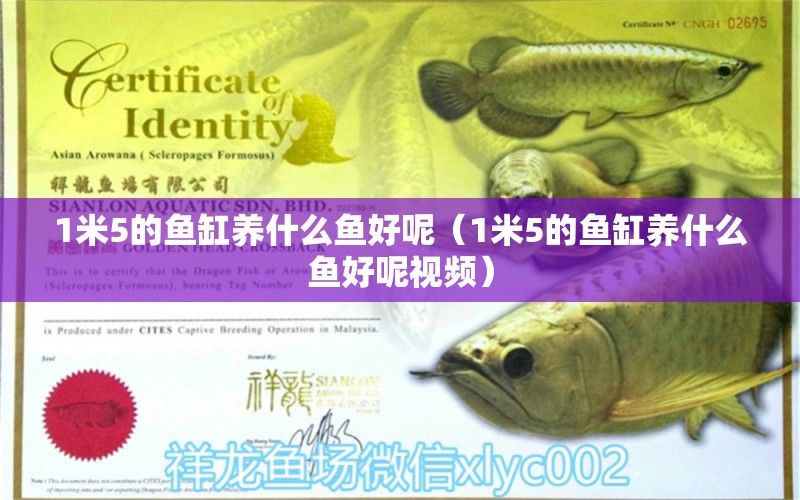 1米5的魚缸養(yǎng)什么魚好呢（1米5的魚缸養(yǎng)什么魚好呢視頻） 魚缸百科