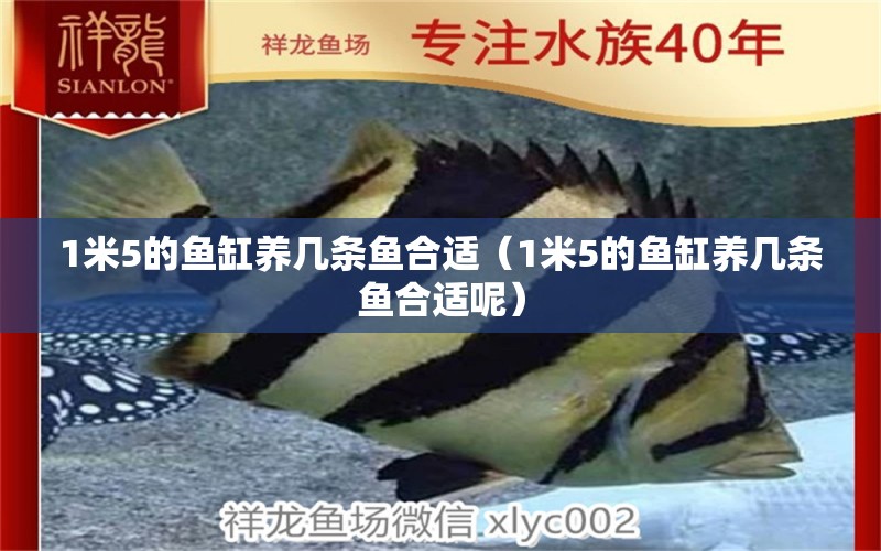 1米5的魚(yú)缸養(yǎng)幾條魚(yú)合適（1米5的魚(yú)缸養(yǎng)幾條魚(yú)合適呢）