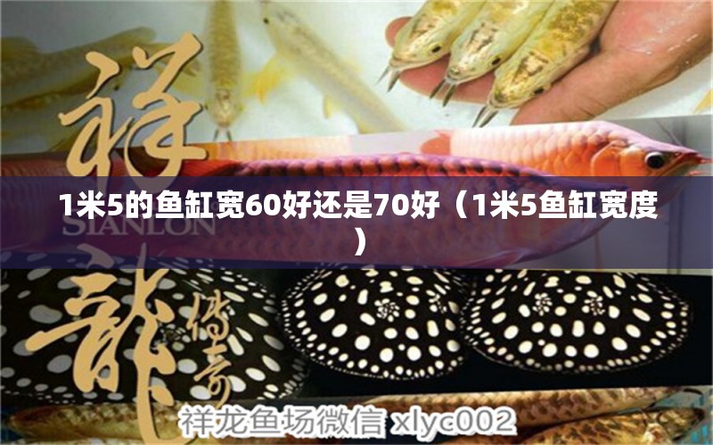 1米5的魚(yú)缸寬60好還是70好（1米5魚(yú)缸寬度）