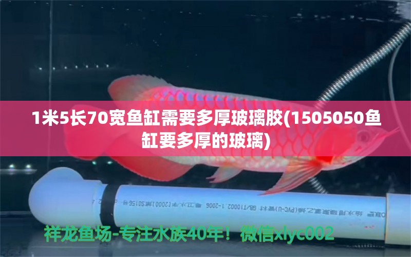 1米5長(zhǎng)70寬魚缸需要多厚玻璃膠(1505050魚缸要多厚的玻璃) 新加坡號(hào)半紅龍魚（練手級(jí)紅龍魚）