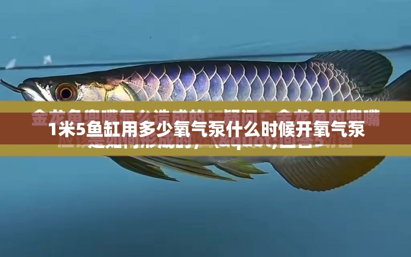 1米5魚(yú)缸用多少氧氣泵什么時(shí)候開(kāi)氧氣泵 鐵甲武士 第2張