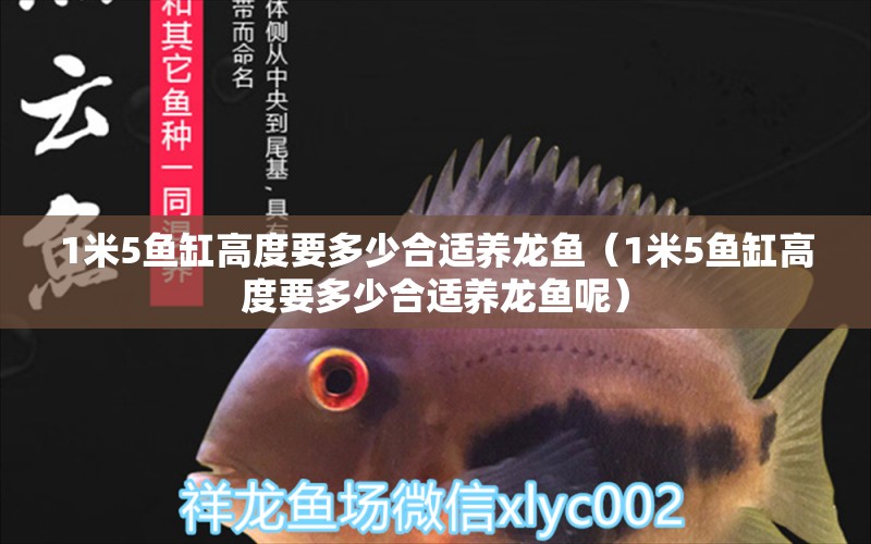 1米5魚缸高度要多少合適養(yǎng)龍魚（1米5魚缸高度要多少合適養(yǎng)龍魚呢） 魚缸百科