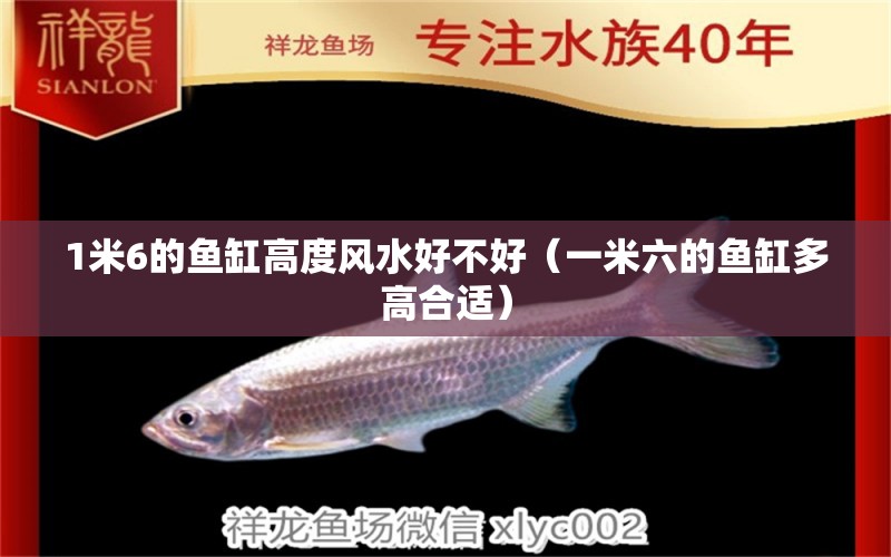 1米6的魚缸高度風(fēng)水好不好（一米六的魚缸多高合適）