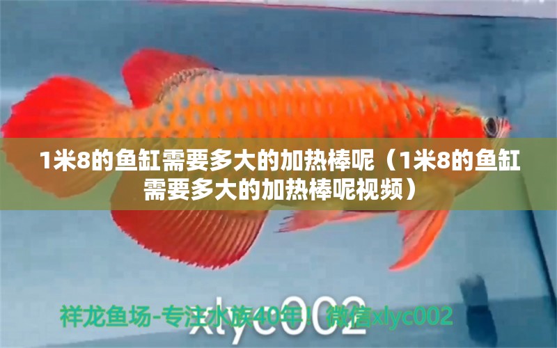 1米8的魚缸需要多大的加熱棒呢（1米8的魚缸需要多大的加熱棒呢視頻） 魚缸百科