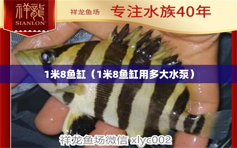 1米8魚缸（1米8魚缸用多大水泵）