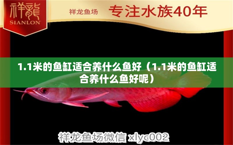 1.1米的魚缸適合養(yǎng)什么魚好（1.1米的魚缸適合養(yǎng)什么魚好呢） 祥龍水族醫(yī)院