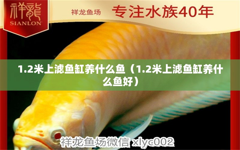 1.2米上濾魚缸養(yǎng)什么魚（1.2米上濾魚缸養(yǎng)什么魚好） 其他品牌魚缸