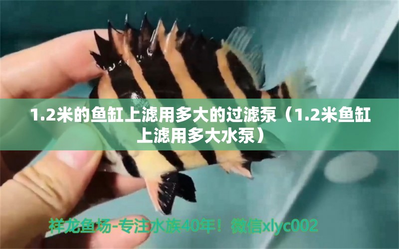 1.2米的魚缸上濾用多大的過(guò)濾泵（1.2米魚缸上濾用多大水泵） 其他品牌魚缸