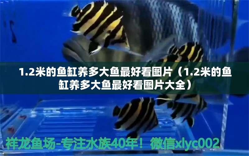 1.2米的魚缸養(yǎng)多大魚最好看圖片（1.2米的魚缸養(yǎng)多大魚最好看圖片大全）