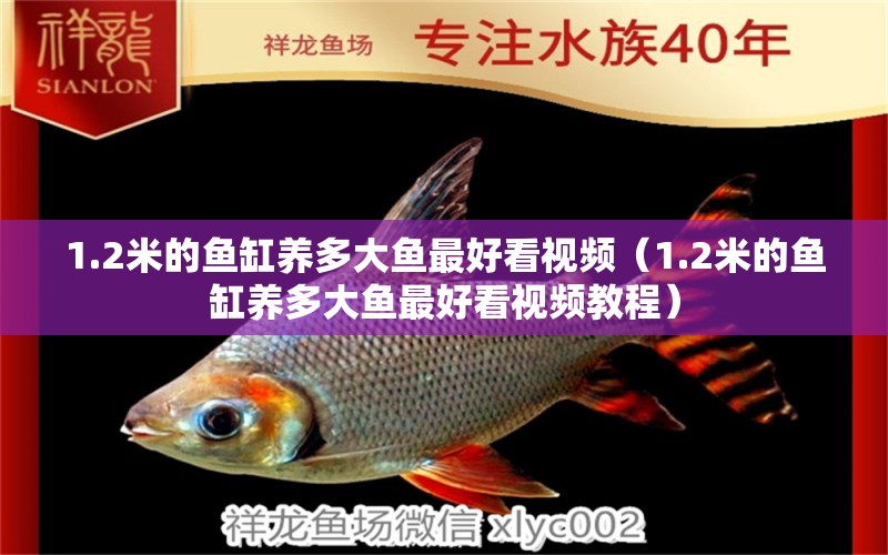 1.2米的魚(yú)缸養(yǎng)多大魚(yú)最好看視頻（1.2米的魚(yú)缸養(yǎng)多大魚(yú)最好看視頻教程） 其他品牌魚(yú)缸