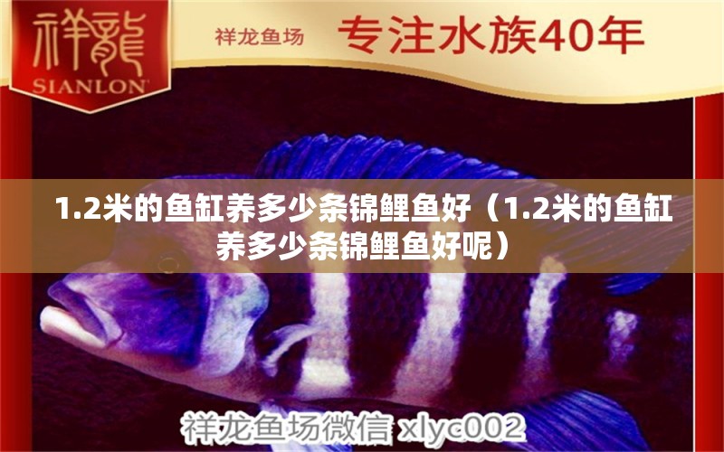 1.2米的魚缸養(yǎng)多少條錦鯉魚好（1.2米的魚缸養(yǎng)多少條錦鯉魚好呢） 其他品牌魚缸