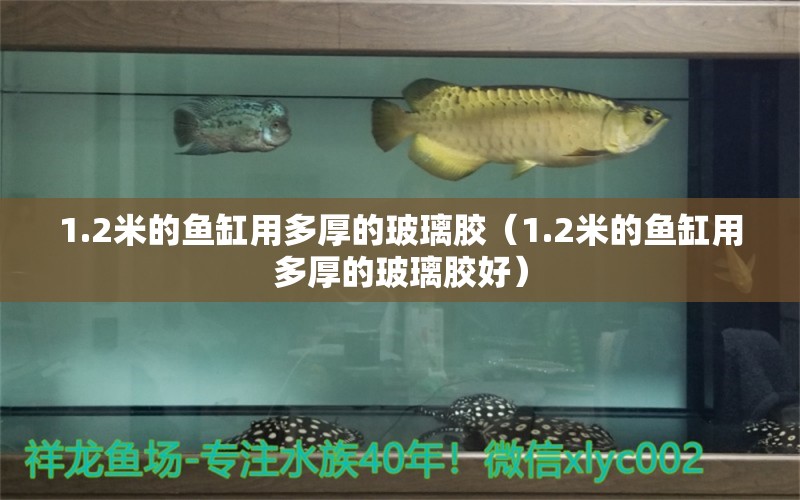 1.2米的魚(yú)缸用多厚的玻璃膠（1.2米的魚(yú)缸用多厚的玻璃膠好） 九鼎魚(yú)缸