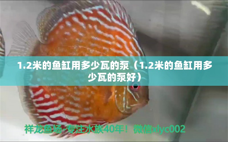 1.2米的魚缸用多少瓦的泵（1.2米的魚缸用多少瓦的泵好）