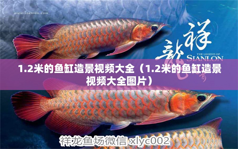 1.2米的魚(yú)缸造景視頻大全（1.2米的魚(yú)缸造景視頻大全圖片） 其他品牌魚(yú)缸