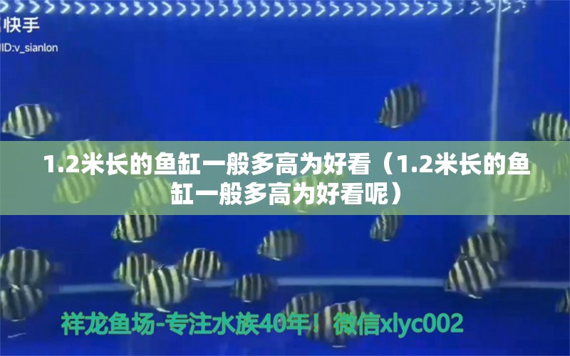 1.2米長(zhǎng)的魚缸一般多高為好看（1.2米長(zhǎng)的魚缸一般多高為好看呢）