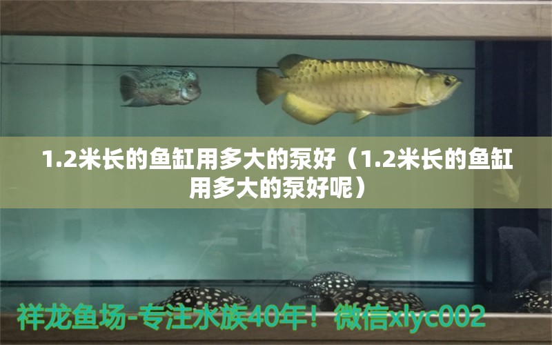 1.2米長(zhǎng)的魚(yú)缸用多大的泵好（1.2米長(zhǎng)的魚(yú)缸用多大的泵好呢）