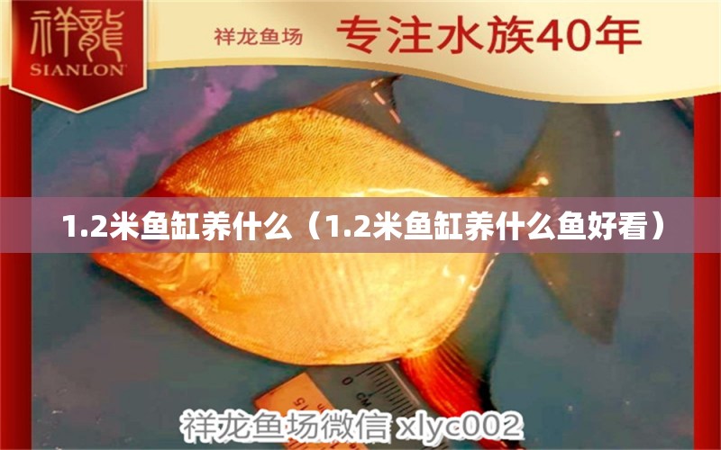 1.2米魚缸養(yǎng)什么（1.2米魚缸養(yǎng)什么魚好看） 祥龍水族醫(yī)院