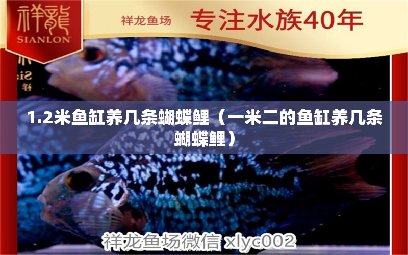 1.2米魚(yú)缸養(yǎng)幾條蝴蝶鯉（一米二的魚(yú)缸養(yǎng)幾條蝴蝶鯉）