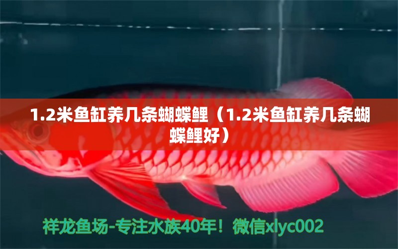 1.2米魚(yú)缸養(yǎng)幾條蝴蝶鯉（1.2米魚(yú)缸養(yǎng)幾條蝴蝶鯉好）