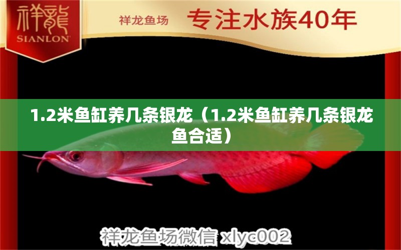 1.2米魚缸養(yǎng)幾條銀龍（1.2米魚缸養(yǎng)幾條銀龍魚合適） 銀龍魚